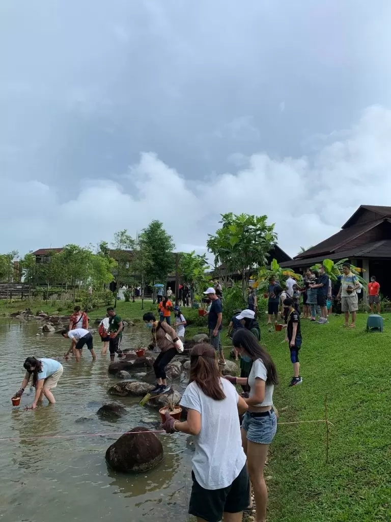 U Weekly Water Lily Planting